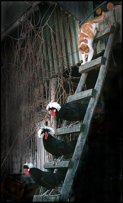photo "Again, these three ..." tags: nature, humor, pets/farm animals