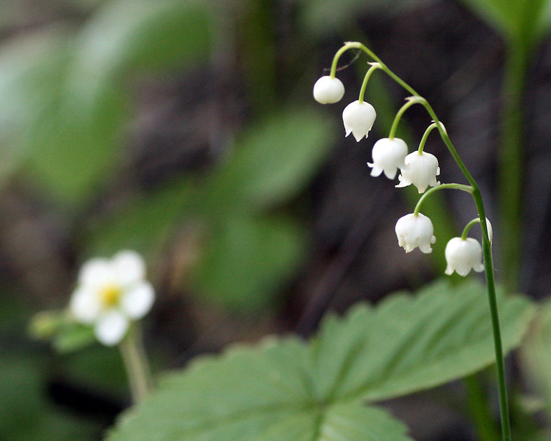 photo "***" tags: nature, macro and close-up, flowers