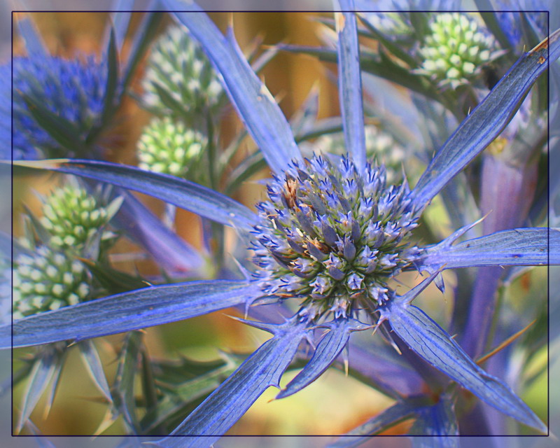 photo "***" tags: nature, macro and close-up, flowers