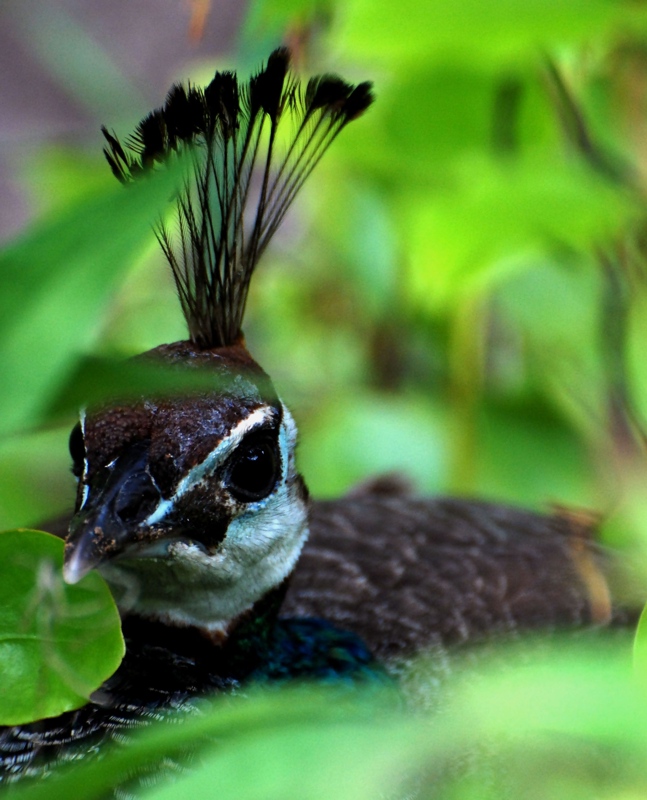 фото "Pavo" метки: природа, дикие животные