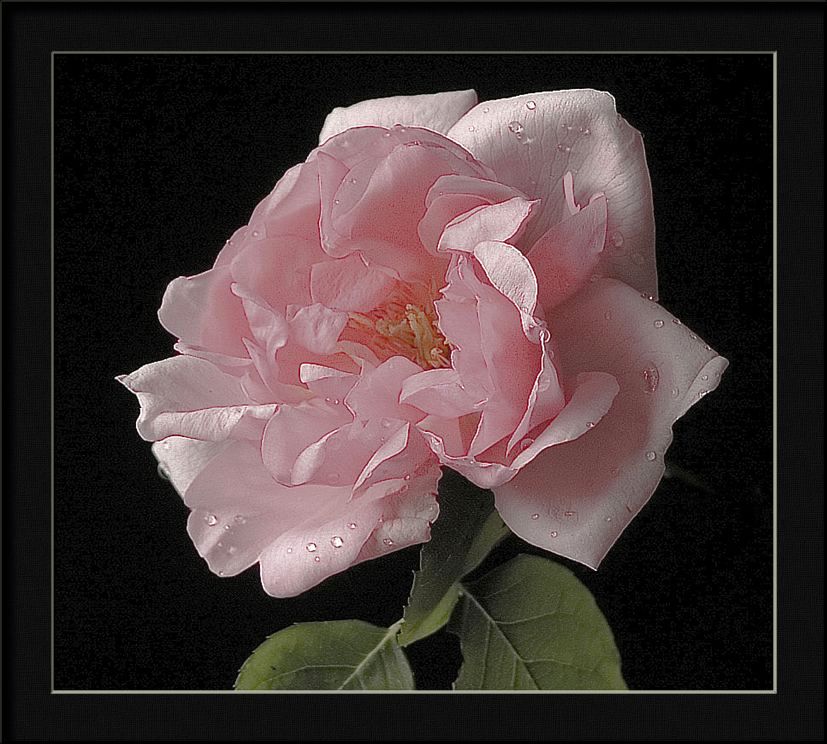 photo "rosa Quatre Saisons" tags: , 