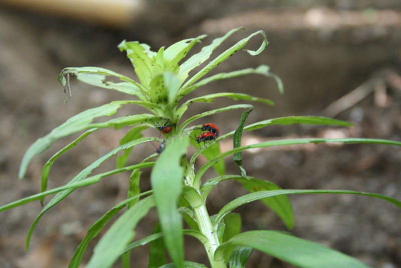 photo "Spring time" tags: nature, insect