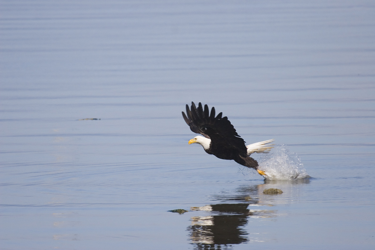 photo "***" tags: nature, wild animals