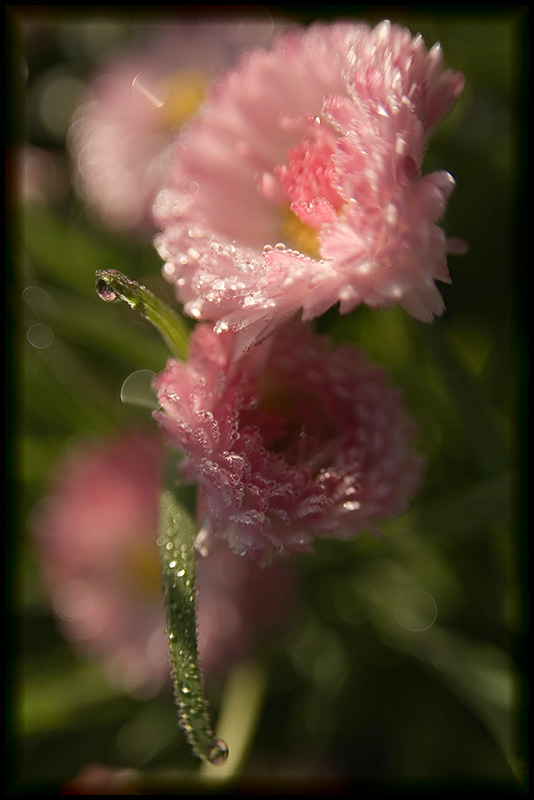 photo "***" tags: nature, flowers