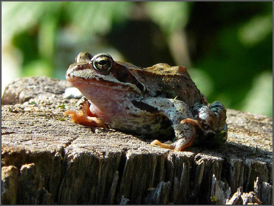 photo "On warm stub" tags: macro and close-up, nature, wild animals