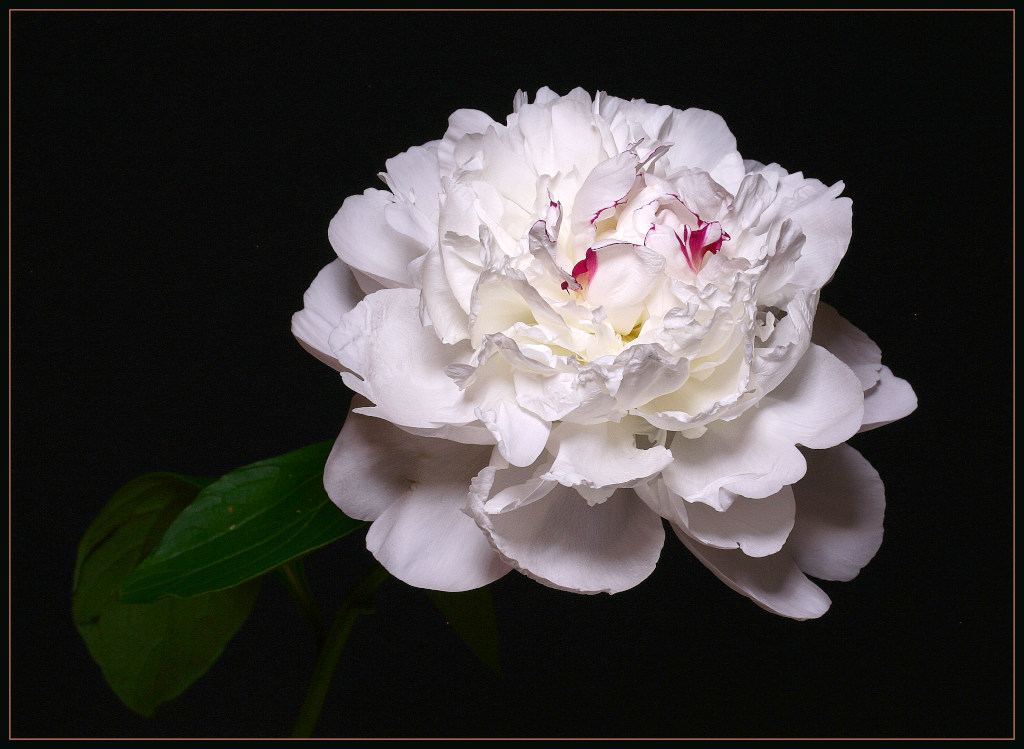 photo "holiday flower" tags: nature, flowers