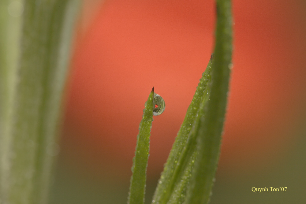 photo "Dew Reflection" tags: nature, landscape, flowers, spring