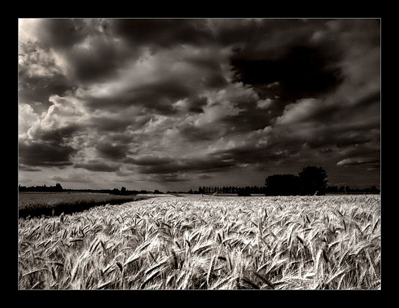 photo "fields of gold" tags: landscape, nature, 