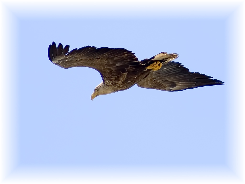 photo "***" tags: nature, wild animals