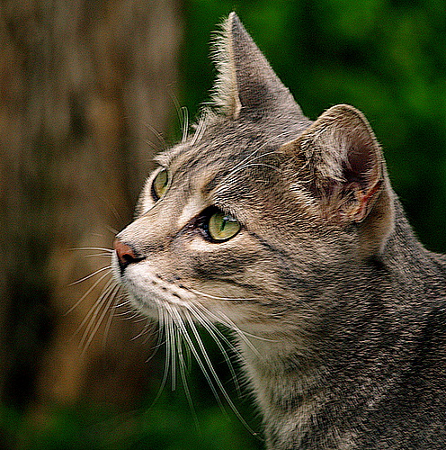 photo "I'm so beautiful..." tags: nature, pets/farm animals