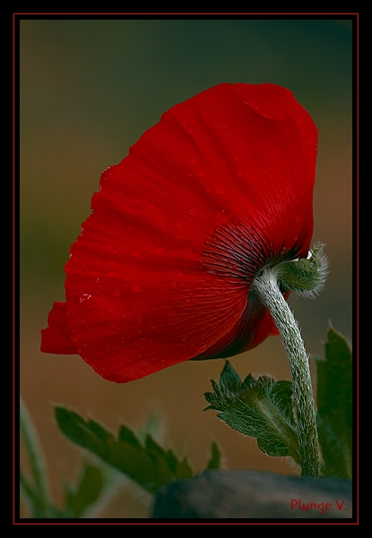 photo "***" tags: nature, flowers