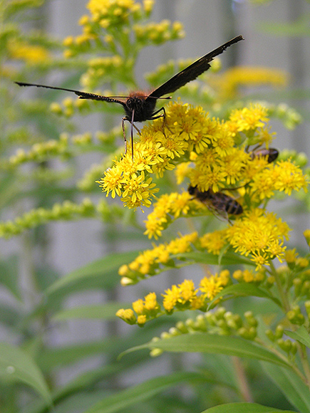 photo "The master of bees" tags: nature, flowers