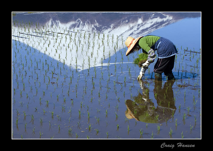 photo "Woman Planting Rice" tags: landscape, travel, Asia, mountains