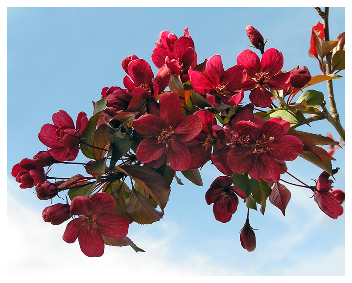 photo "Apple blossom" tags: nature, flowers
