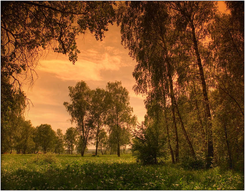 photo "Trinity" tags: landscape, forest, summer