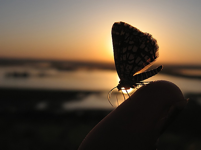 photo "***" tags: nature, macro and close-up, insect