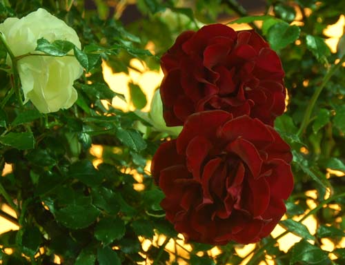 фото "ROSES" метки: природа, цветы
