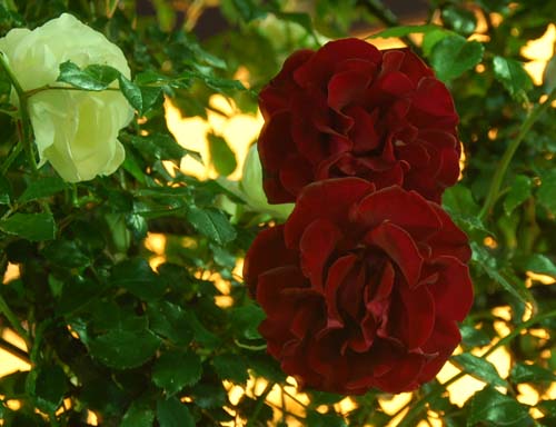 photo "ROSES" tags: nature, flowers