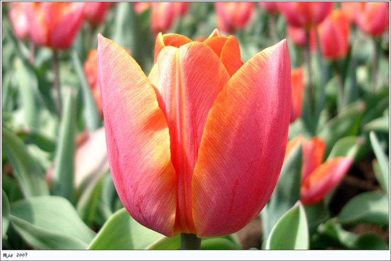 photo "Tulips." tags: nature, flowers