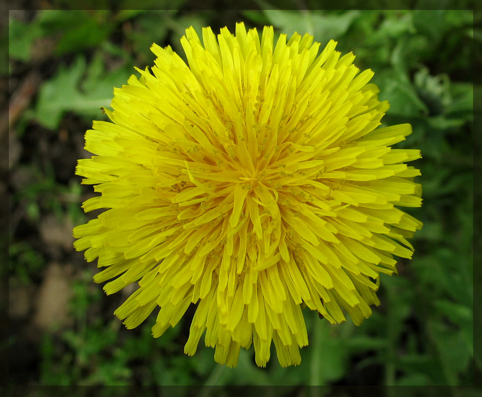 photo "solar flower" tags: nature, macro and close-up, flowers