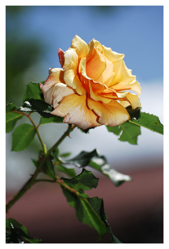 фото "Rose 2" метки: природа, цветы