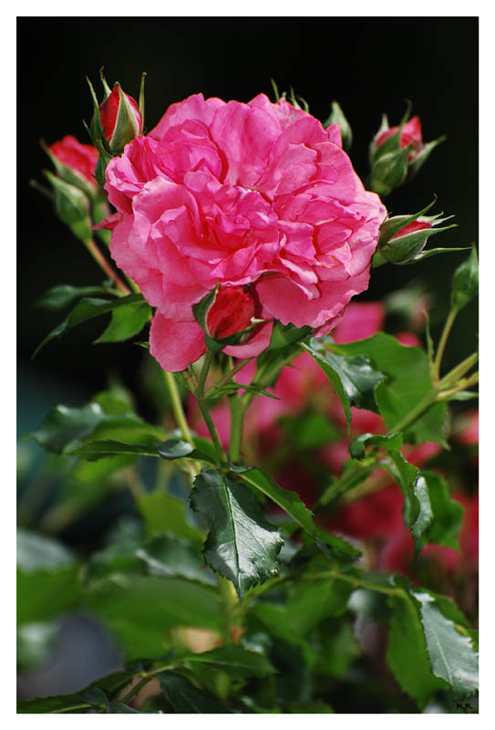 фото "Rose 4" метки: природа, цветы