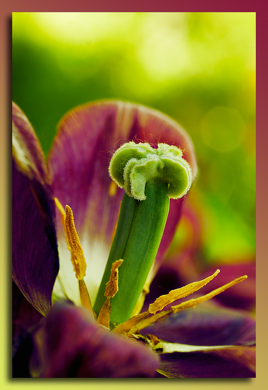 photo "Flowers of speech" tags: nature, flowers