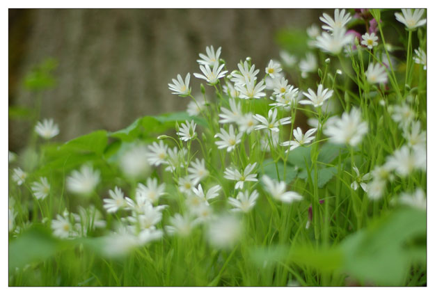 photo "Spring" tags: nature, flowers