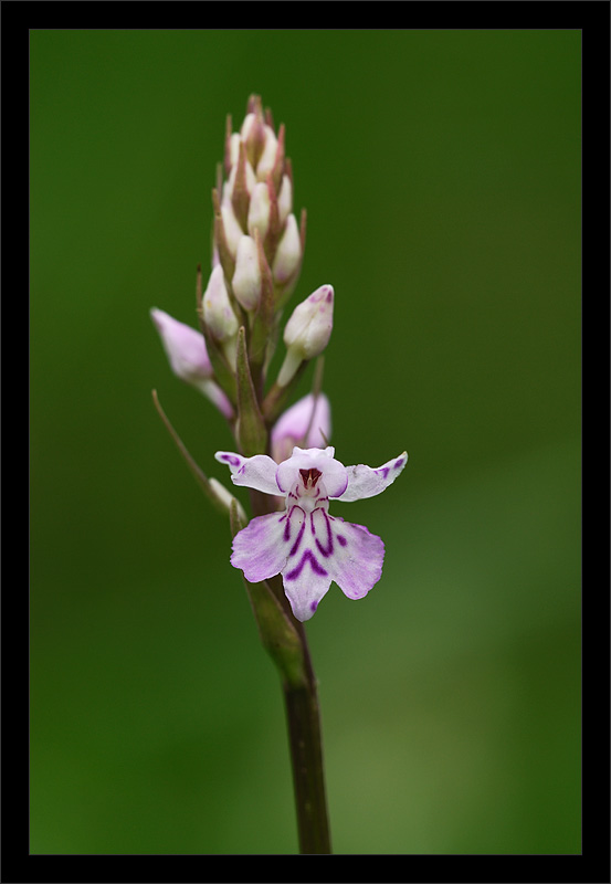 фото "Spotted orchid" метки: природа, макро и крупный план, цветы
