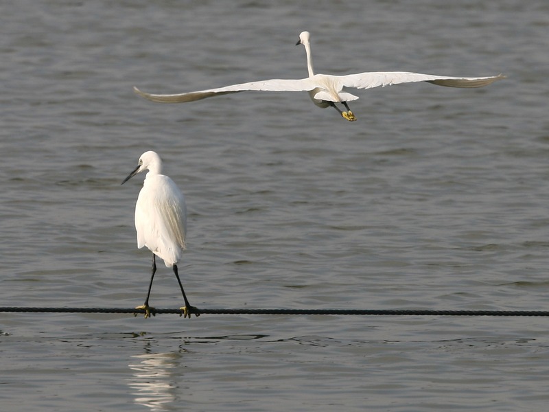 photo "21537 He left" tags: nature, wild animals