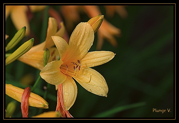 фото "Yellow" метки: природа, цветы