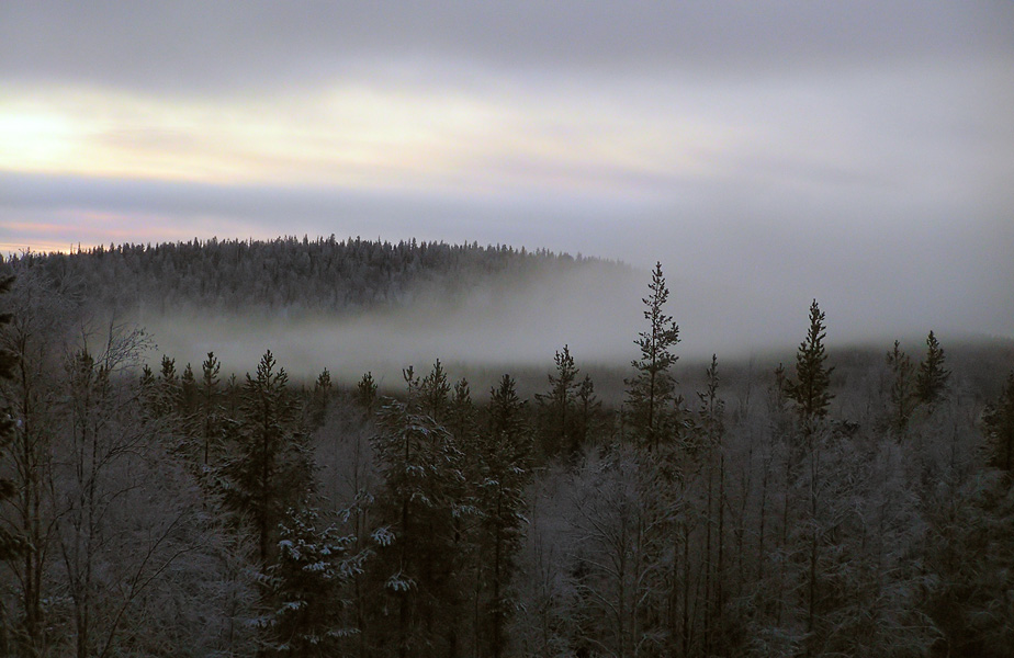 photo "Fog" tags: landscape, nature, forest