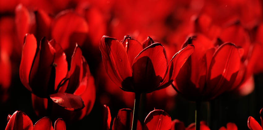 photo "exercise in red" tags: nature, flowers