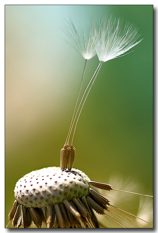 photo "***" tags: macro and close-up, 