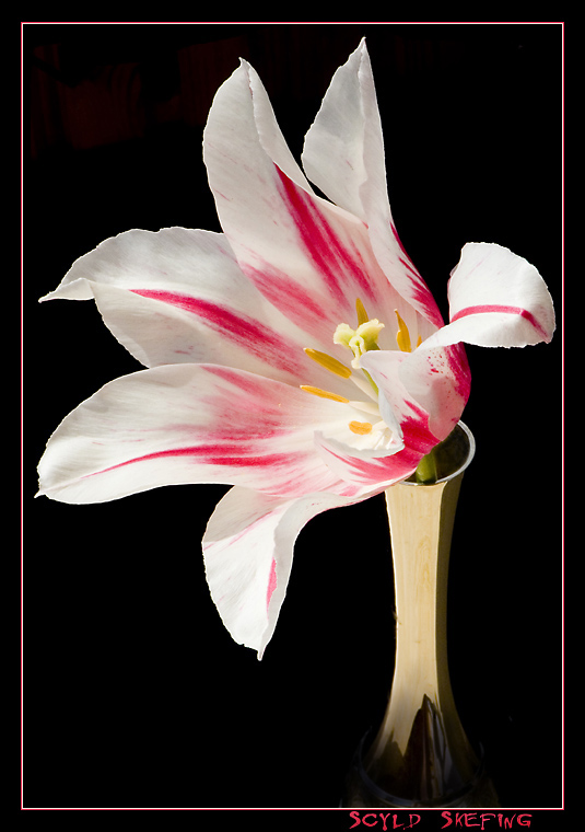photo "RBW" tags: nature, flowers