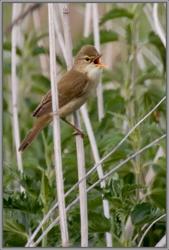 photo "Song for liked" tags: nature, wild animals