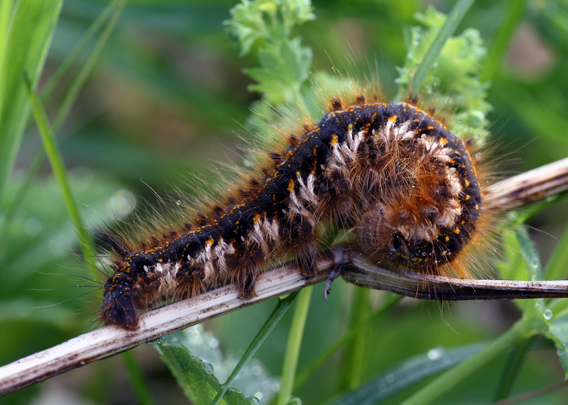фото "Волжанка" метки: природа, макро и крупный план, насекомое