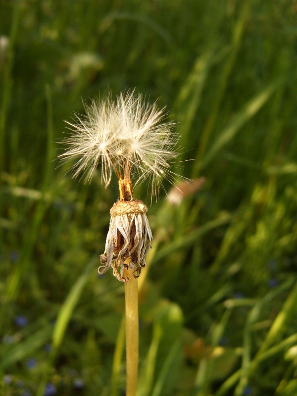 photo "***" tags: nature, macro and close-up, flowers