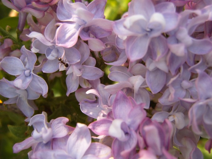 photo "***" tags: nature, macro and close-up, flowers