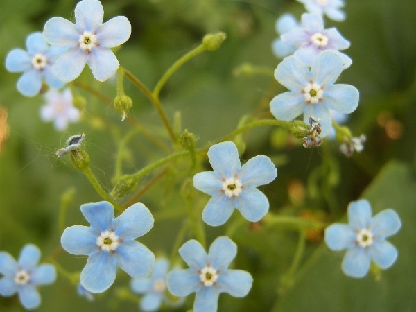 фото "Голубые глазки" метки: природа, макро и крупный план, цветы