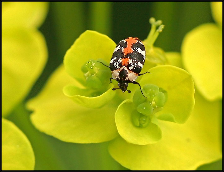 photo "Buridan's ass :)" tags: macro and close-up, nature, insect