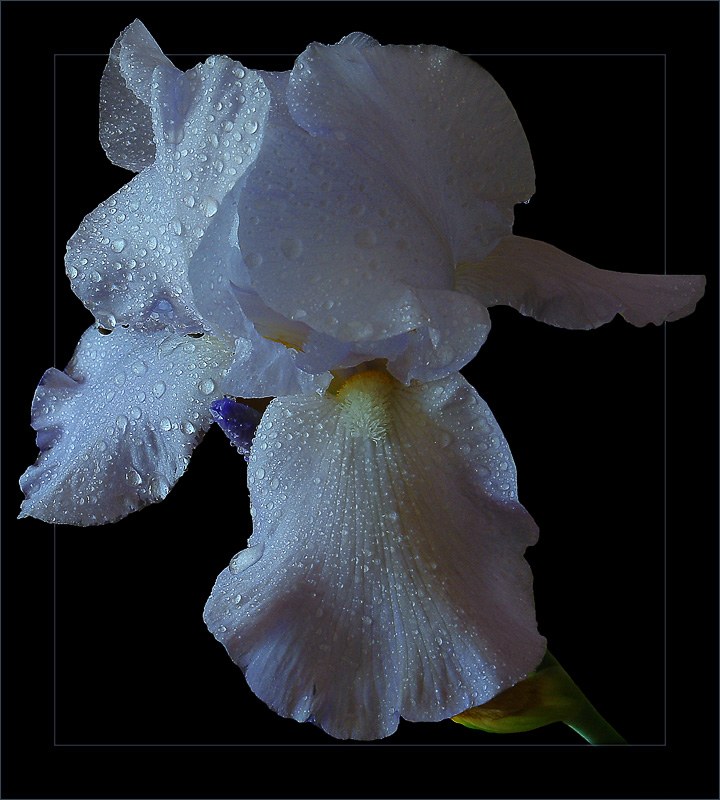 photo "Iris" tags: nature, flowers