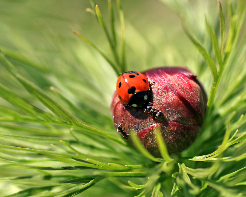 photo "***" tags: nature, macro and close-up, insect