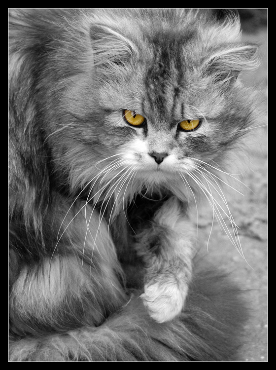photo "Grey, angry, with yellow eyes..." tags: nature, pets/farm animals