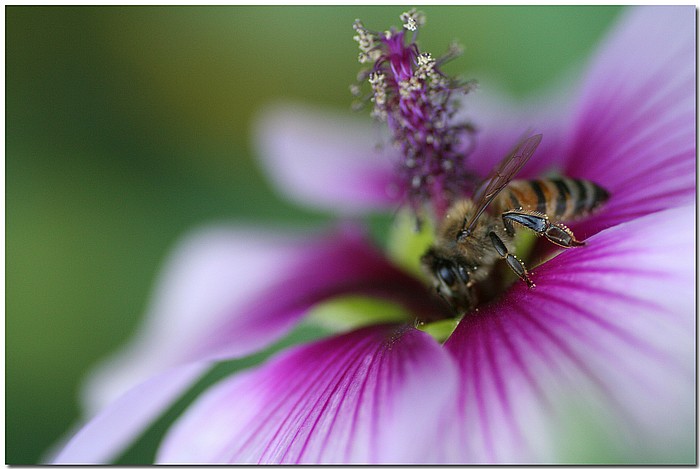 photo "***" tags: nature, flowers, insect