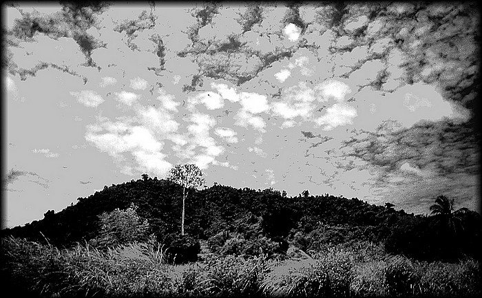 фото "Tropics In B&W" метки: пейзаж, лес, облака