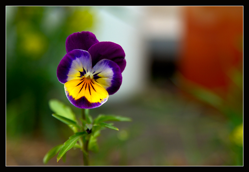 photo "***" tags: nature, flowers