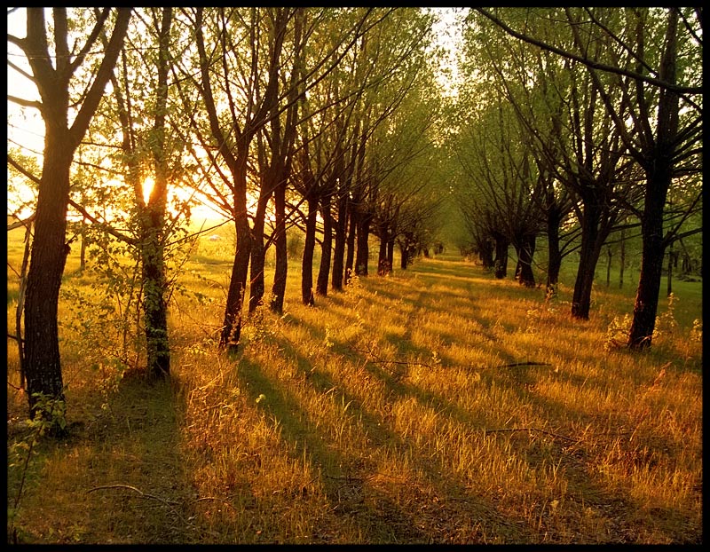 photo "Radial in gold" tags: landscape, sunset