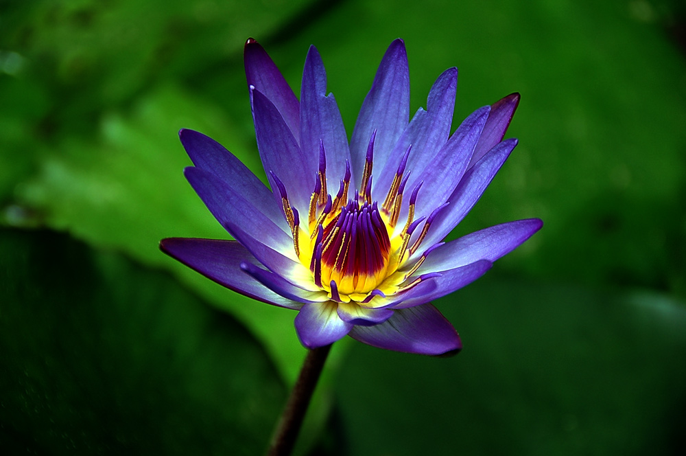 photo "Tender Light" tags: nature, travel, flowers
