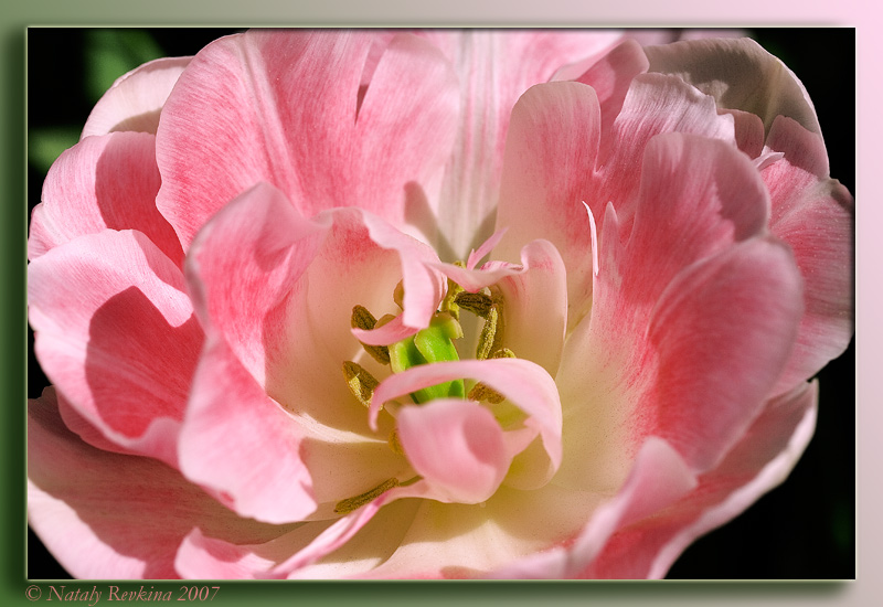 photo "A tulip" tags: nature, flowers